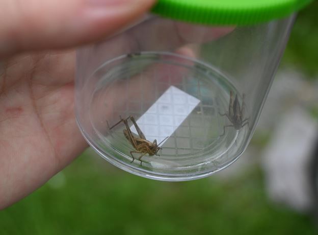 Biotopexkursion - Von angewurzelten und geflügelten Wiesenbewohnern