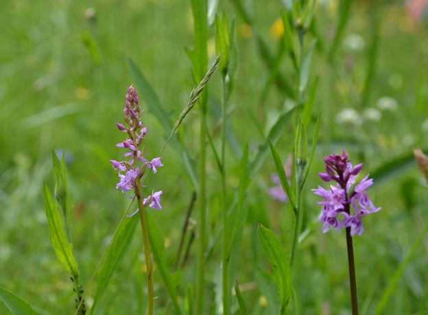 Biotopexkursion - Von Frauenschuh bis Knabenkräuter